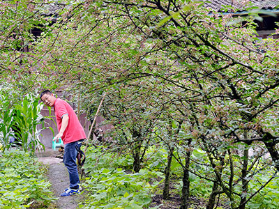 花椒原料采购地