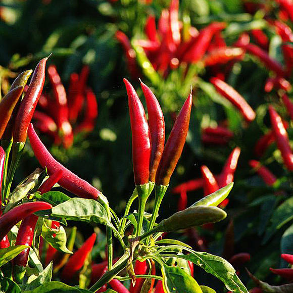 1634525892204689.jpg 朝天椒.jpg